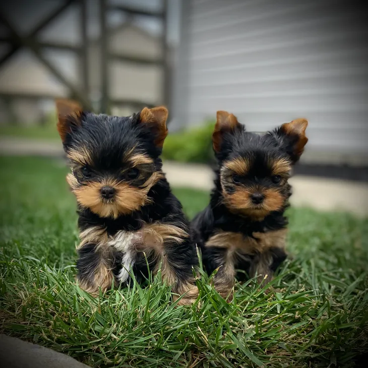 Kimbrays Yorkies