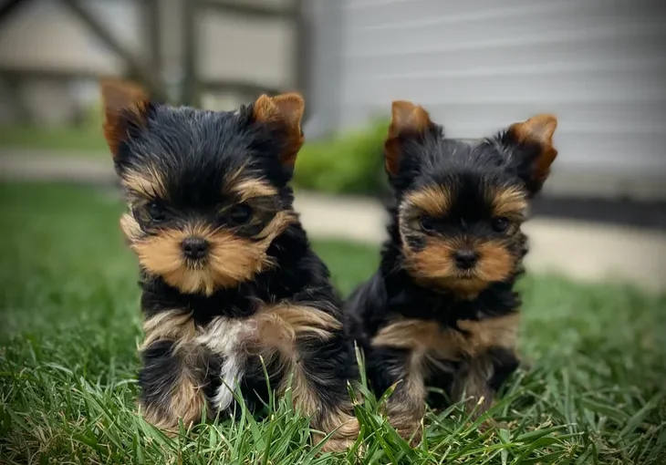 Kimbrays Yorkies